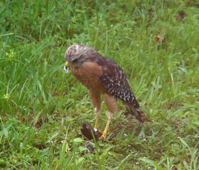 [The hawk is still holding the frog with both feet and has a bit in its beak as it raised its head.]